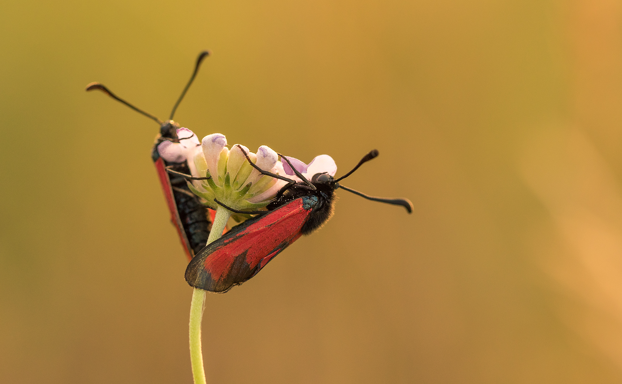 Macro insectes Philippines — Michael Wandener filmmaker